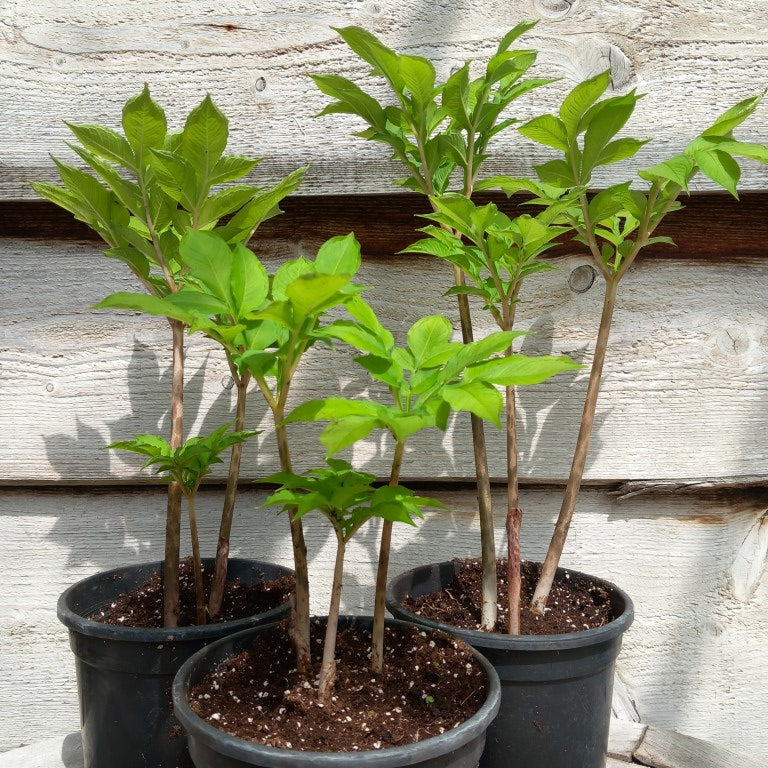Amorphophallus konjac, 3 plants, total ± 40-50 cm, pot Ø15 cm