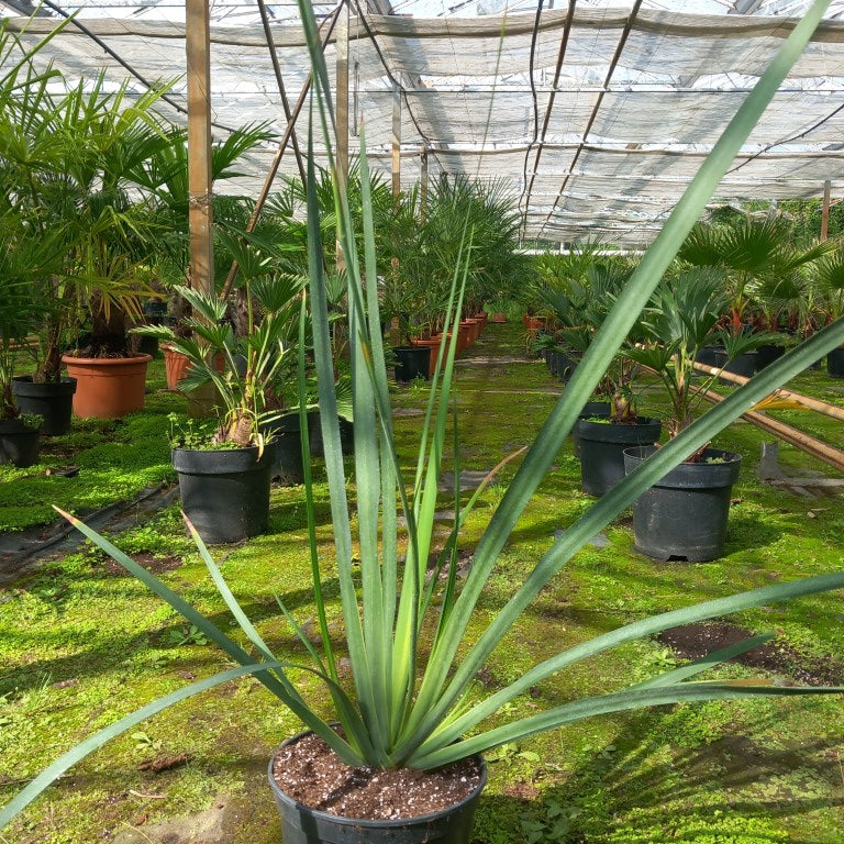 Dietes grandiflora, 3 ltr.