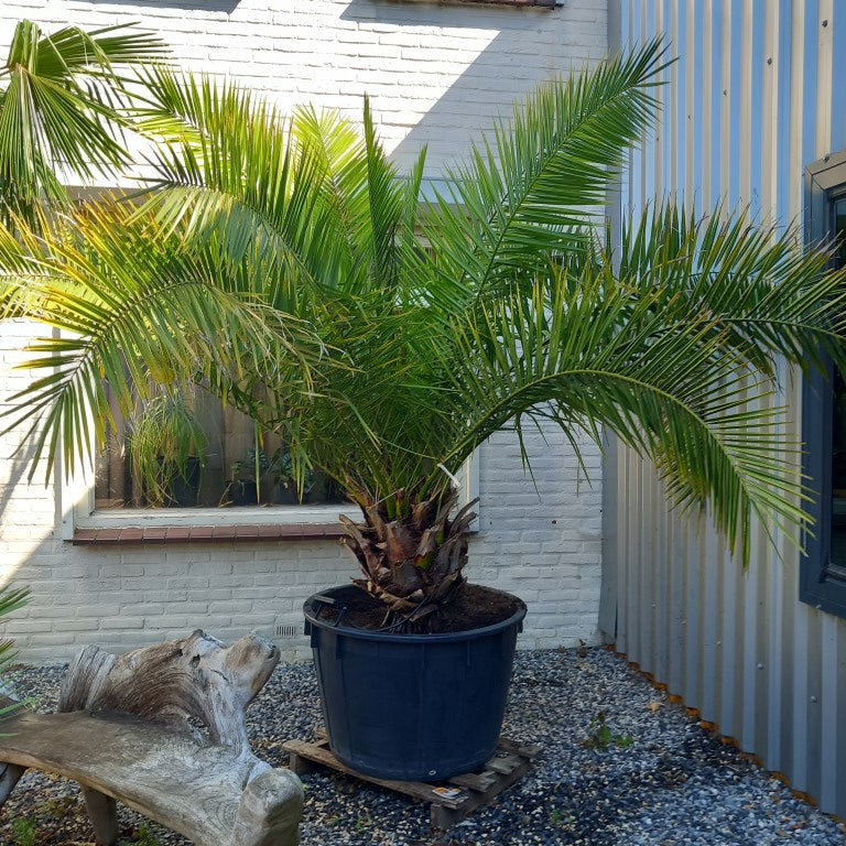 Phoenix canariensis, stem/plant/total 50/210/265 cm, pot Ø 80 cm