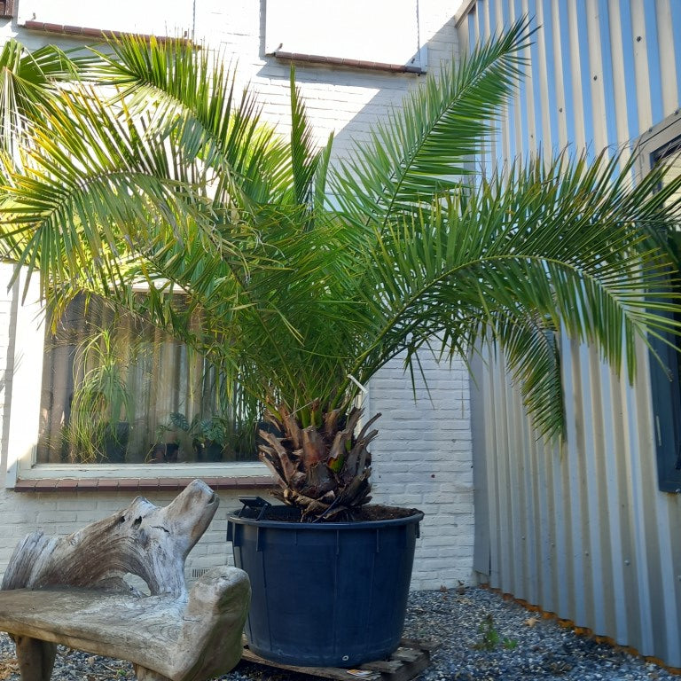 Phoenix canariensis, stem/plant/total 50/210/265 cm, pot Ø 80 cm