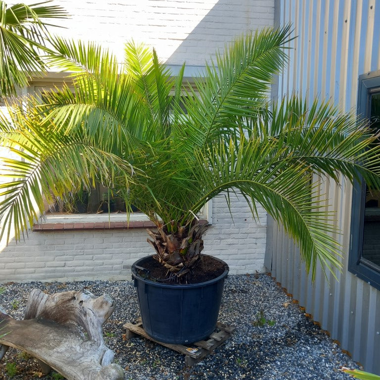 Phoenix canariensis, stem/plant/total 50/210/265 cm, pot Ø 80 cm