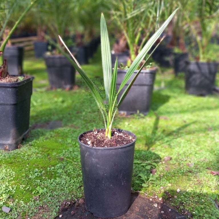 Phoenix dactylifera