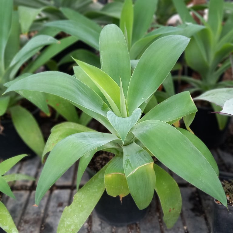 Agave attenuata