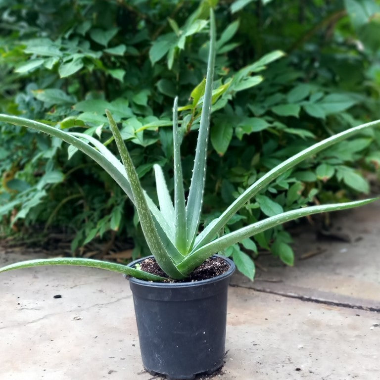 Aloe vera barbadensis