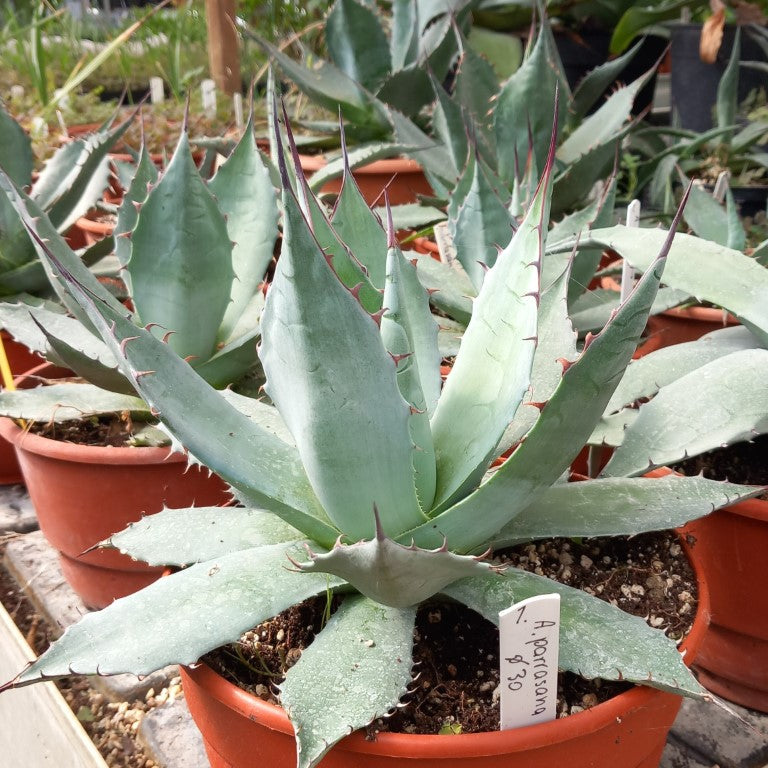 Agave parrasana