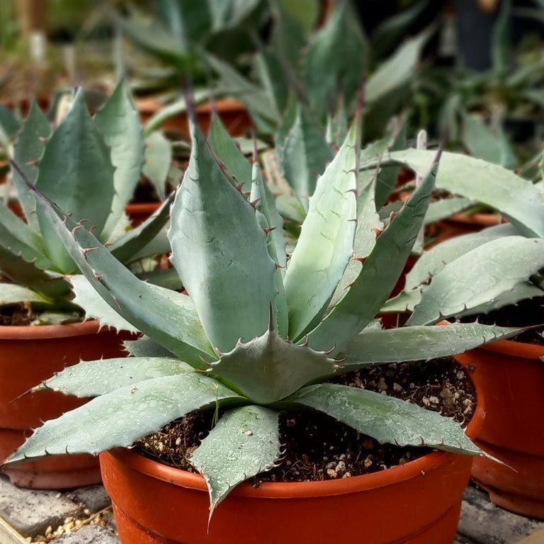 Agave parrasana