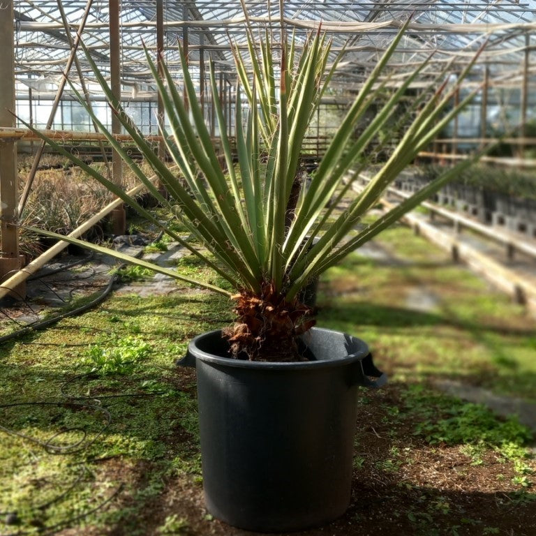 Yucca faxoniana, trunk/plant/total 33/95/115 cm