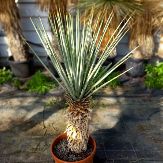 Yucca rigida