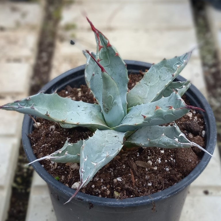 Agave parryi sp. neomexicana