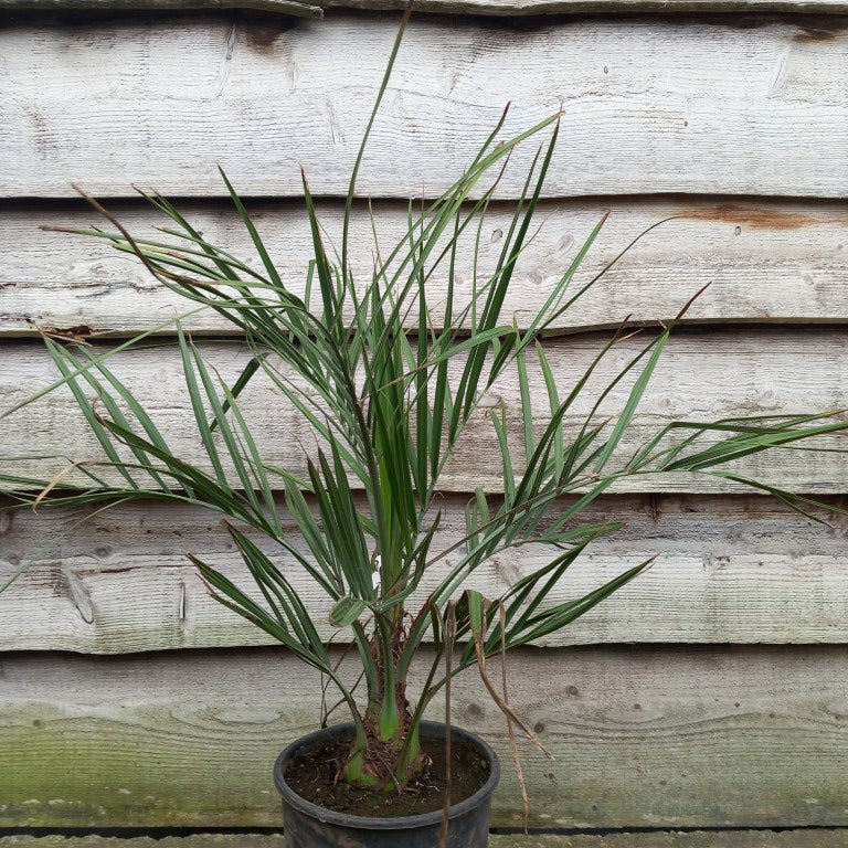 Butia capitata