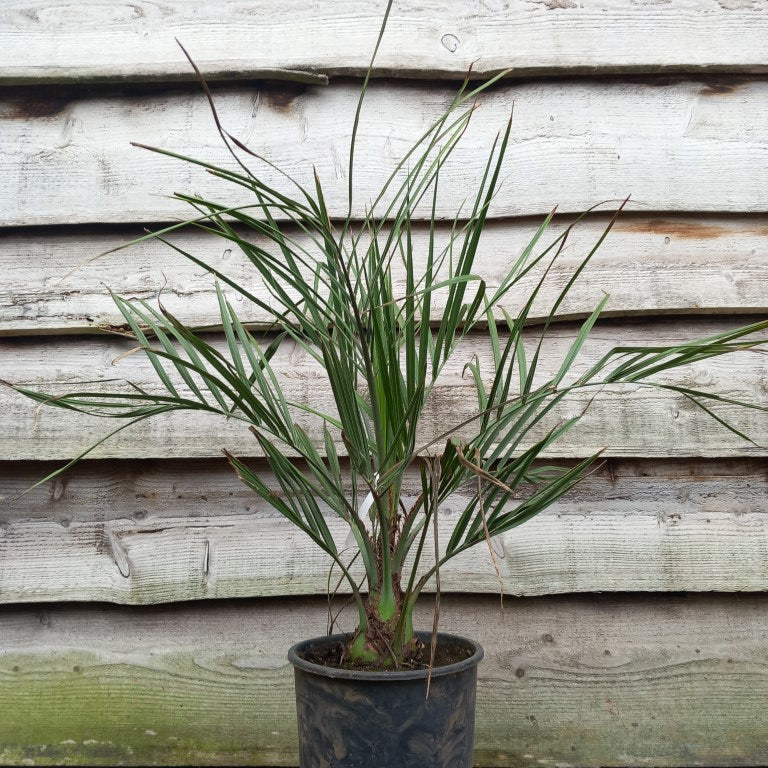 Butia capitata