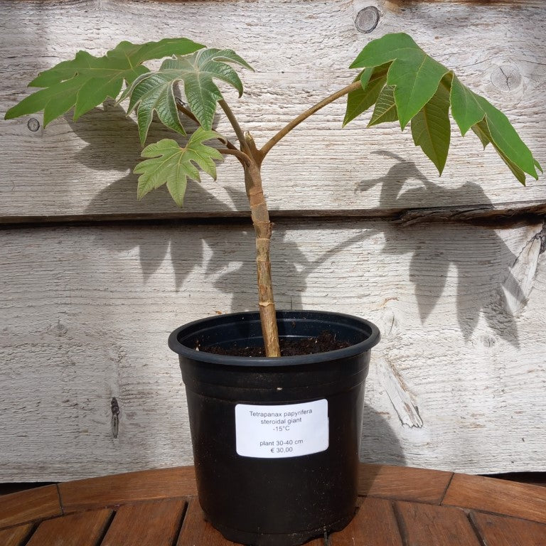 Tetrapanax papyrifera steroidal giant