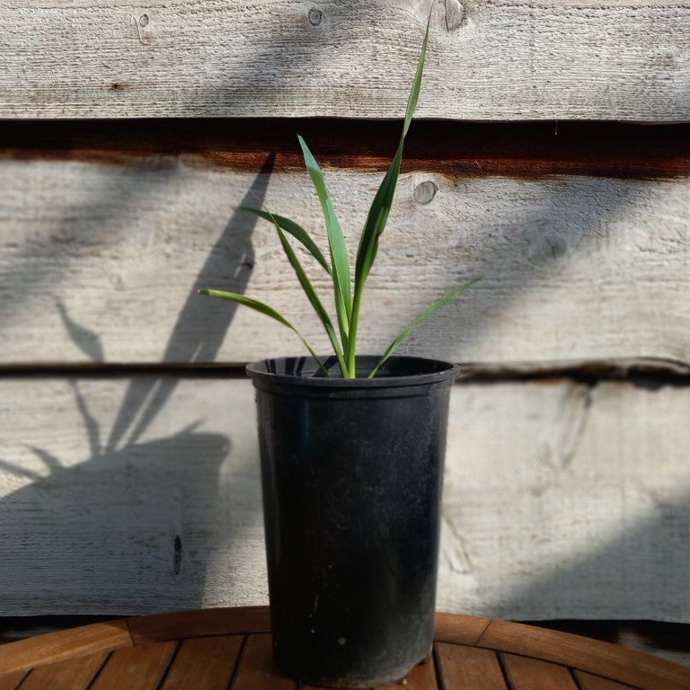 Yucca faxoniana