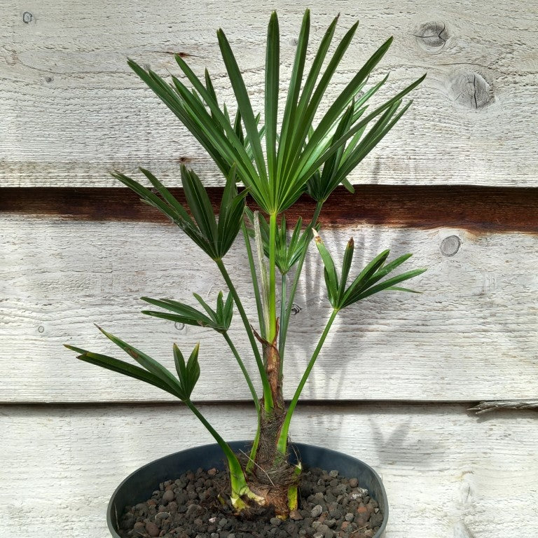 Trachycarpus wagnerianus