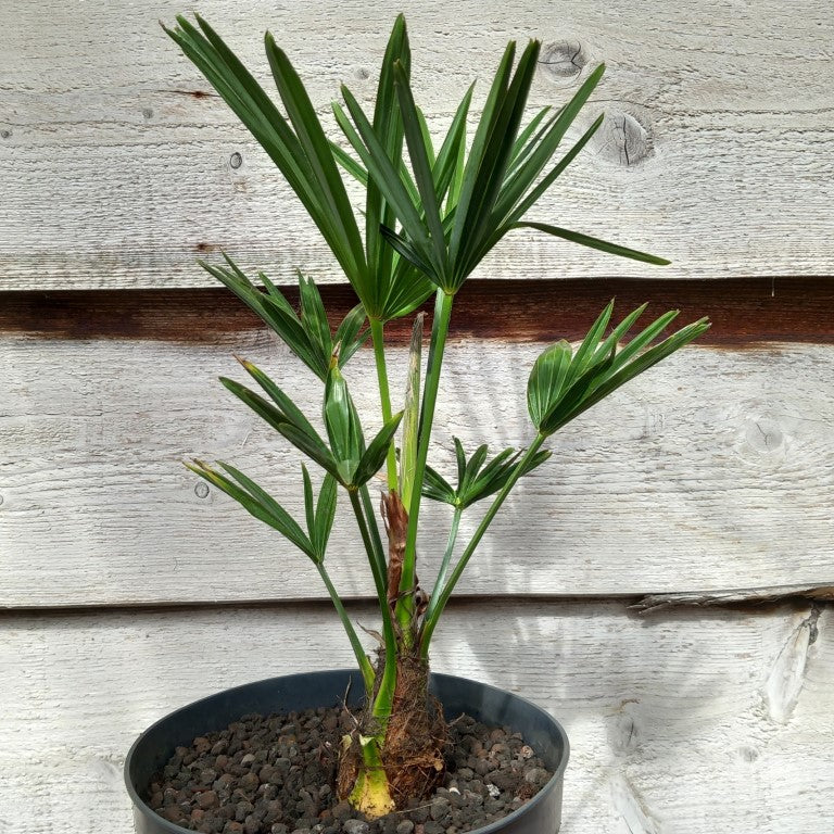 Trachycarpus wagnerianus