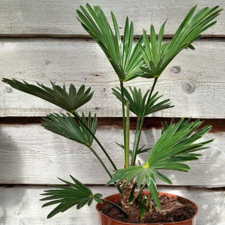 Trachycarpus wagnerianus