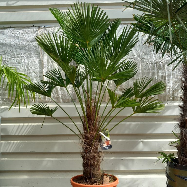 Trachycarpus wagnerianus