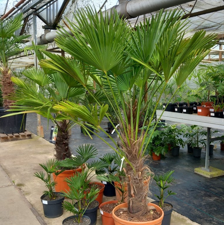 Trachycarpus wagnerianus