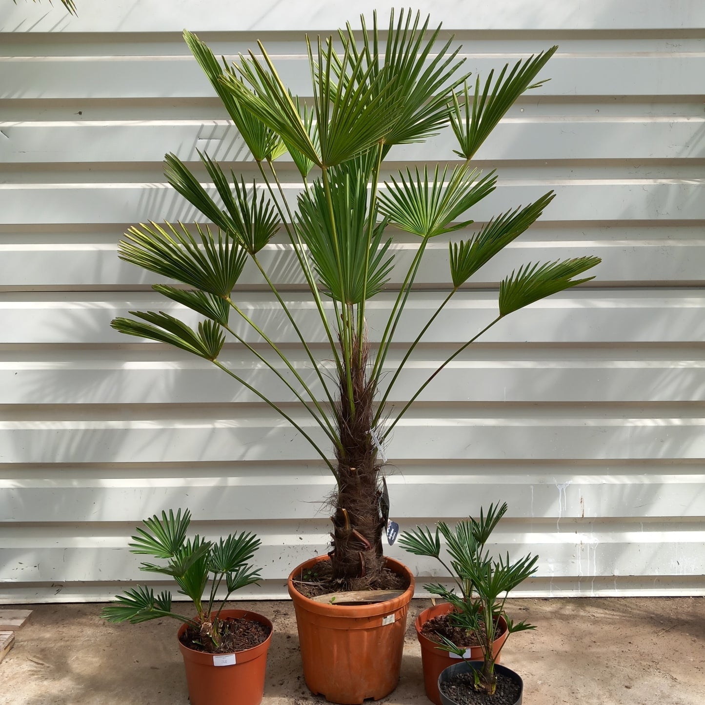 Trachycarpus wagnerianus