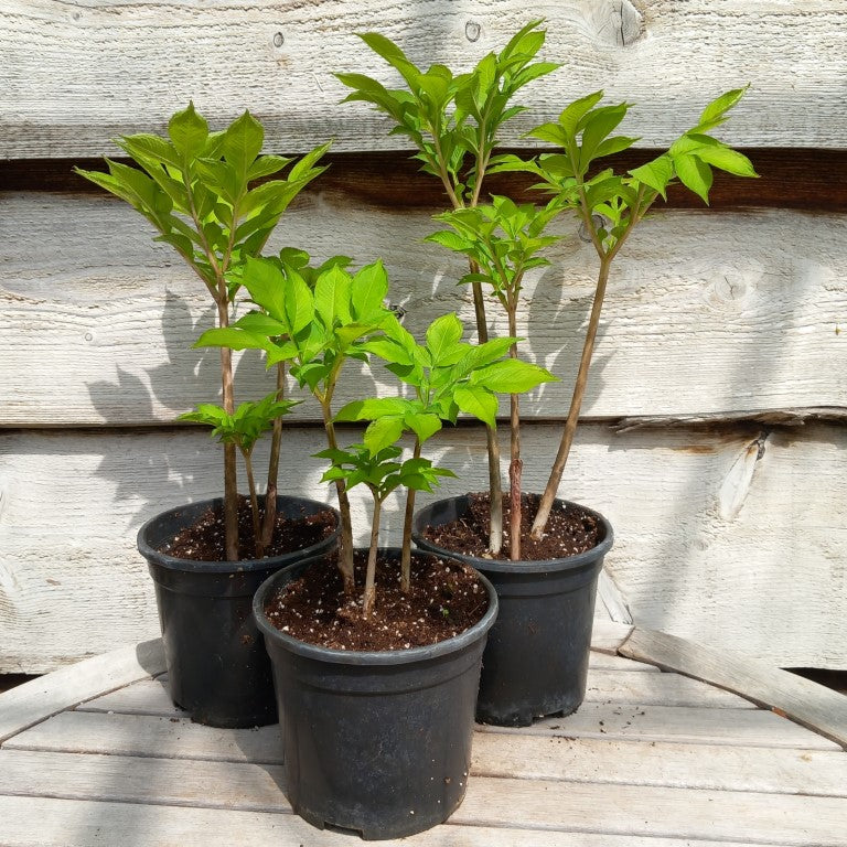 Amorphophallus konjac, 3 plants, total ± 40-50 cm, pot Ø15 cm