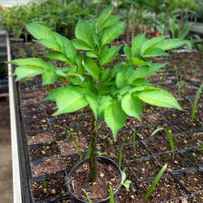 Amorphophallus konjac