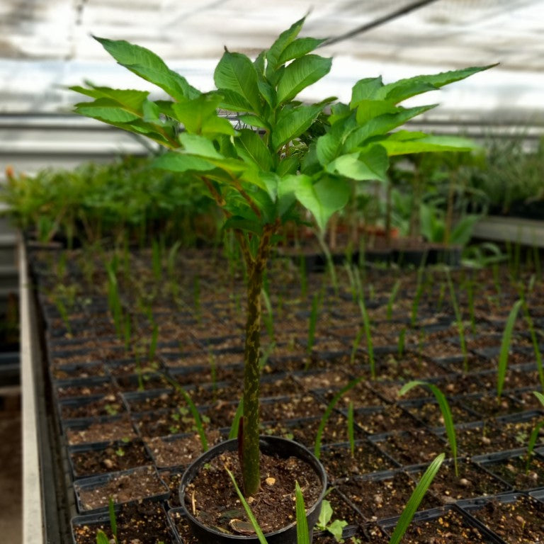 Amorphophallus konjac