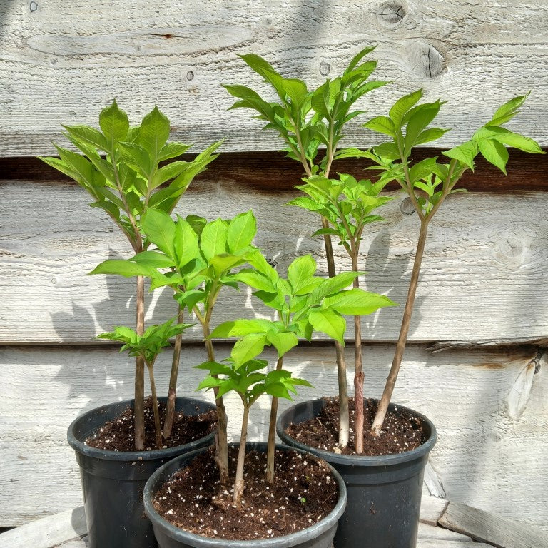 Amorphophallus konjac, 3 plants, total ± 40-50 cm, pot Ø15 cm