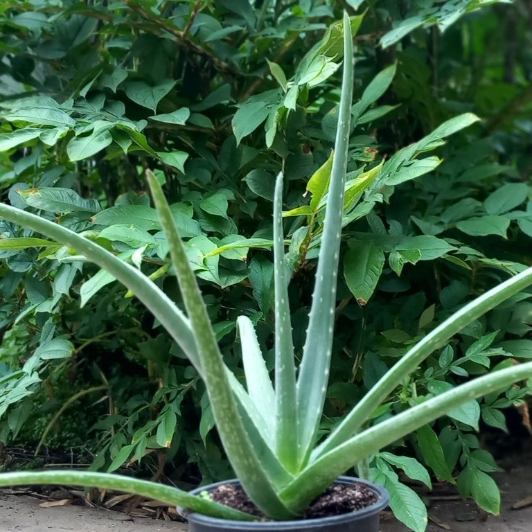 Aloe vera barbadensis