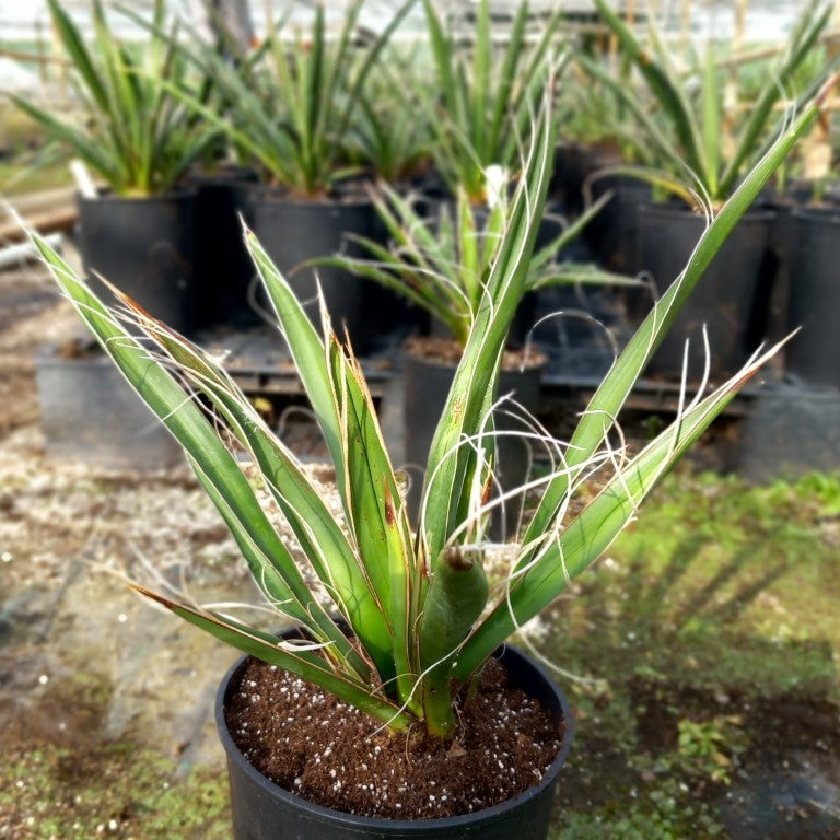 Yucca carnerosana