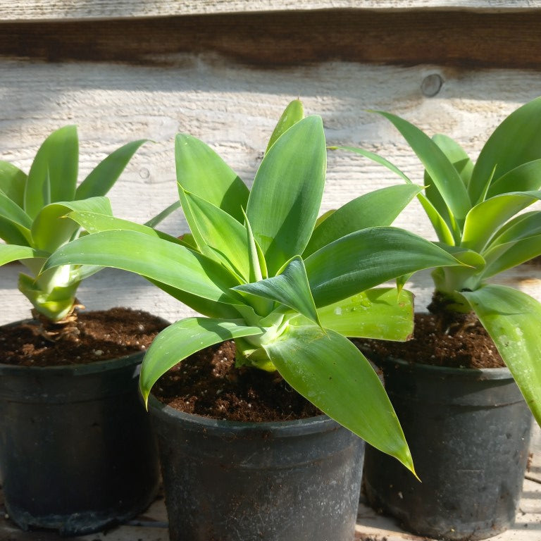 Agave attenuata, plant diameter 20+ cm