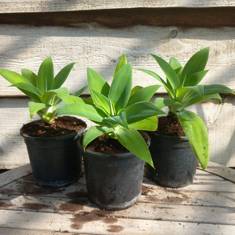 Agave attenuata, plant diameter 20+ cm