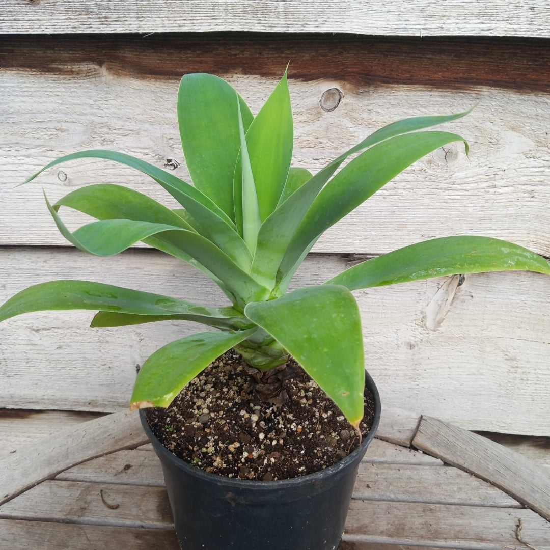 Agave attenuata, total height 40-45 cm