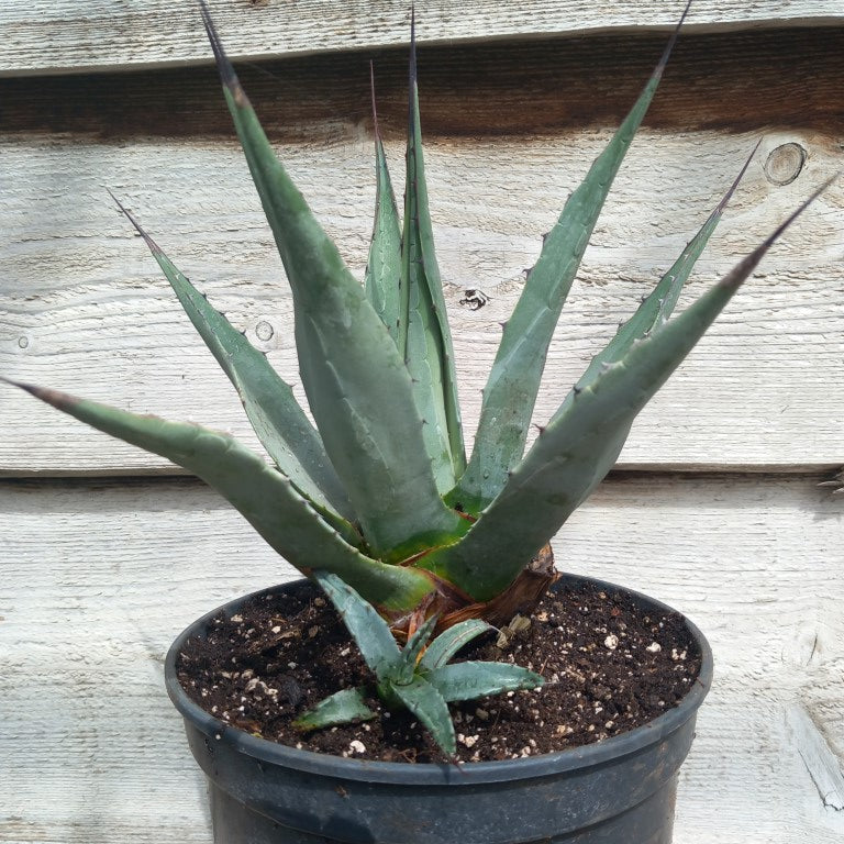Agave neomexicana pot 19 cm