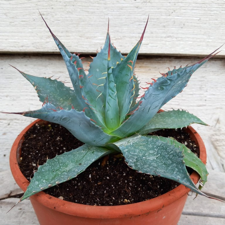 Agave parrasana, diam. 23 cm, pot Ø 19 cm (No. 2)