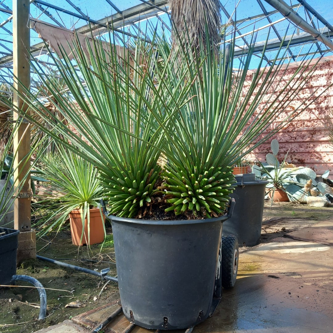 Agave striata stem/plant/total 2x30/80/115 cm, pot Ø45 cm (15-1)
