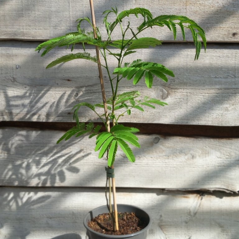 Albizia julibrissin, total 80-90 cm