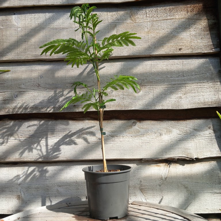 Albizia julibrissin, total 80-90 cm