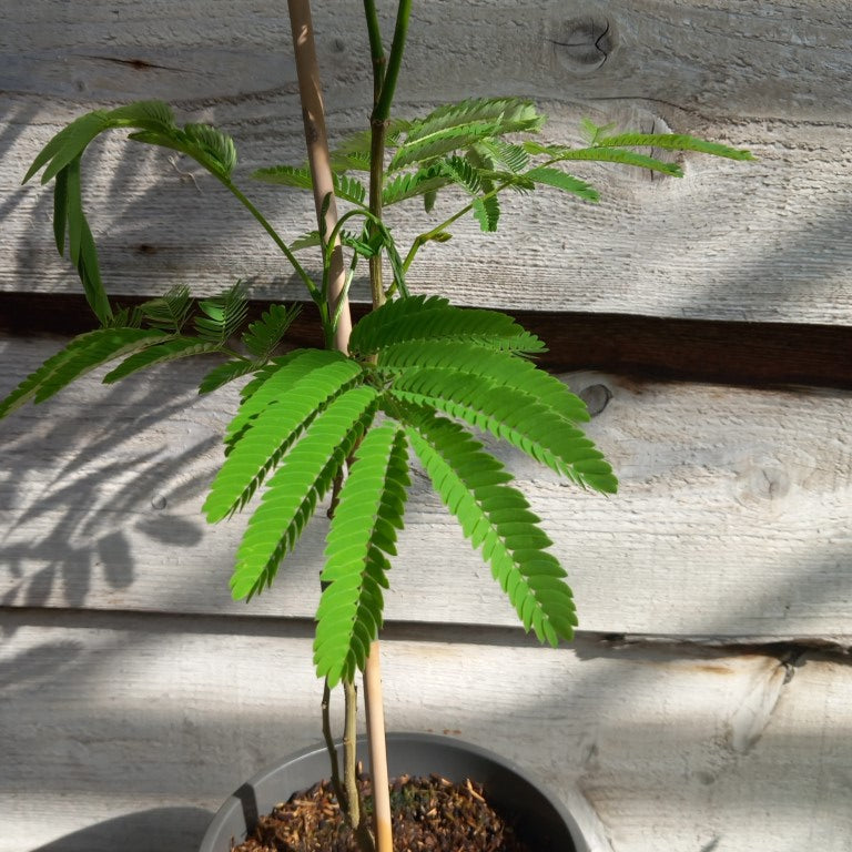 Albizia julibrissin, total 80-90 cm