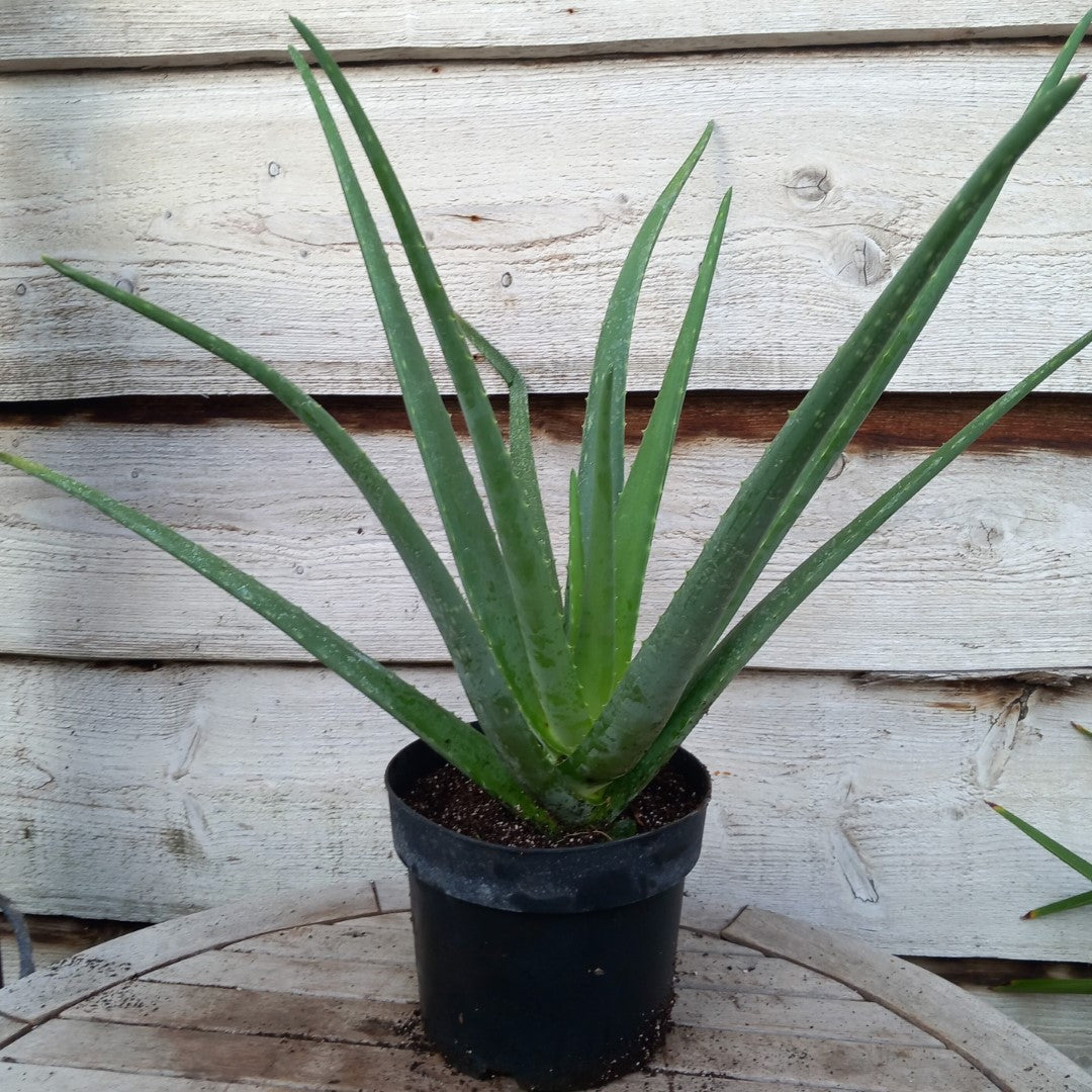 Aloe vera barbadensis, total 60-70 cm