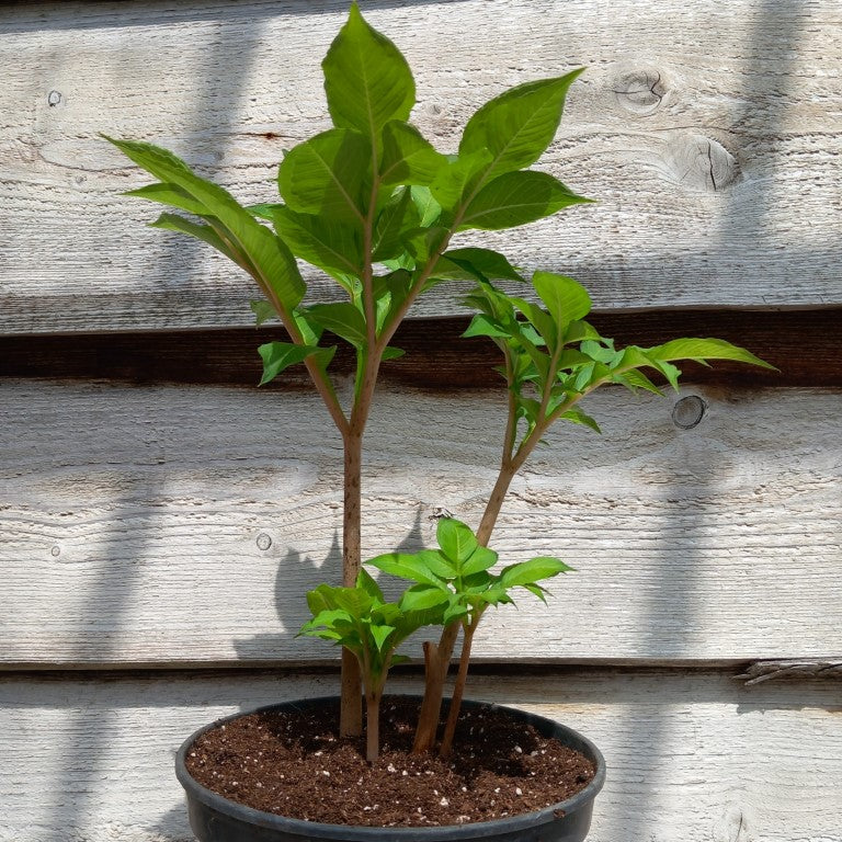 Amorphophallus konjac, 4 plants, total 45 cm, pot Ø15 cm