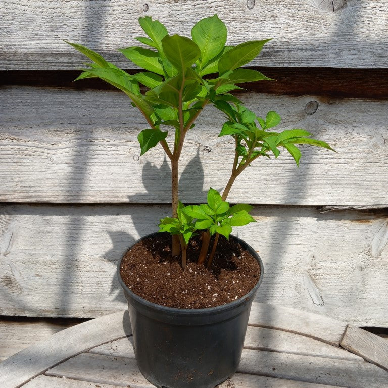 Amorphophallus konjac, 4 plants, total 45 cm, pot Ø15 cm