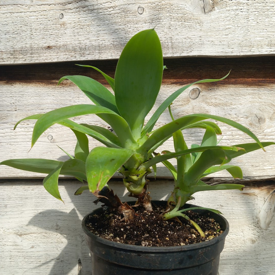 Agave attenuata, 4 heads, total 40 cm (No. 1)