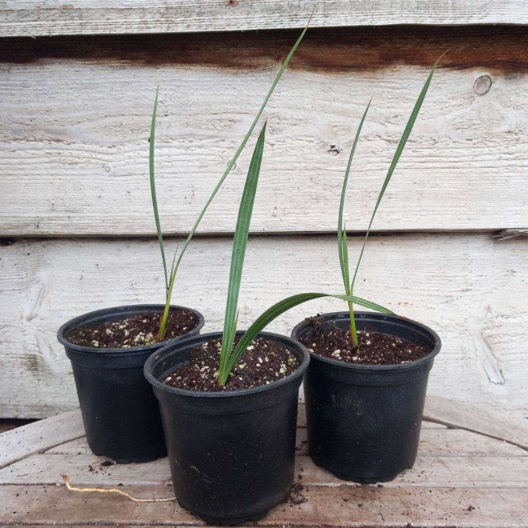 Brahea armata, pot Ø13 cm