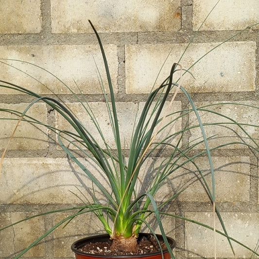 Calibanus hookeri + 2 shoots, caudex Ø 4 cm, pot Ø 15 cm (No. 1)