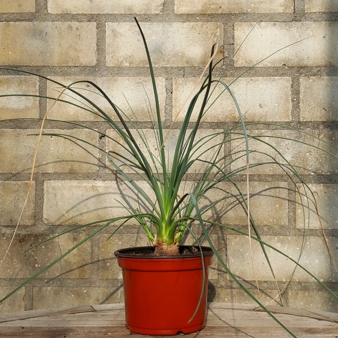 Calibanus hookeri + 2 shoots, caudex Ø 4 cm, pot Ø 15 cm (No. 1)