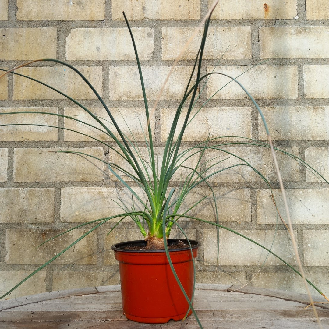 Calibanus hookeri + 2 shoots, caudex Ø 4 cm, pot Ø 15 cm (No. 1)