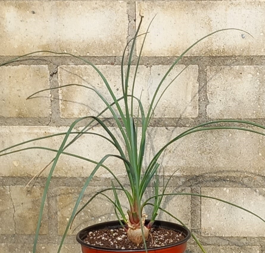 Calibanus hookeri + 3 shoots, caudex Ø 3 cm, pot Ø 15 cm (No. 2)