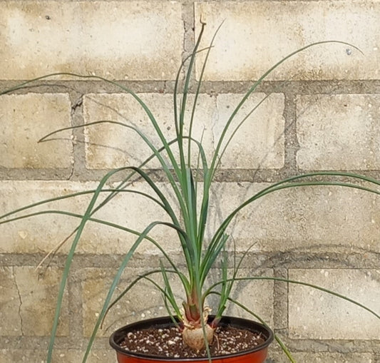 Calibanus hookeri + 3 shoots, caudex Ø 3 cm, pot Ø 15 cm (No. 2)
