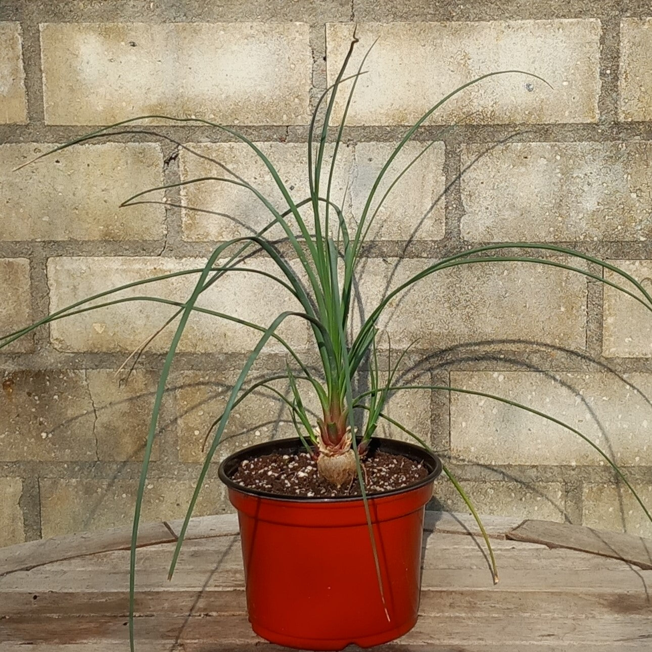 Calibanus hookeri + 3 shoots, caudex Ø 3 cm, pot Ø 15 cm (No. 2)