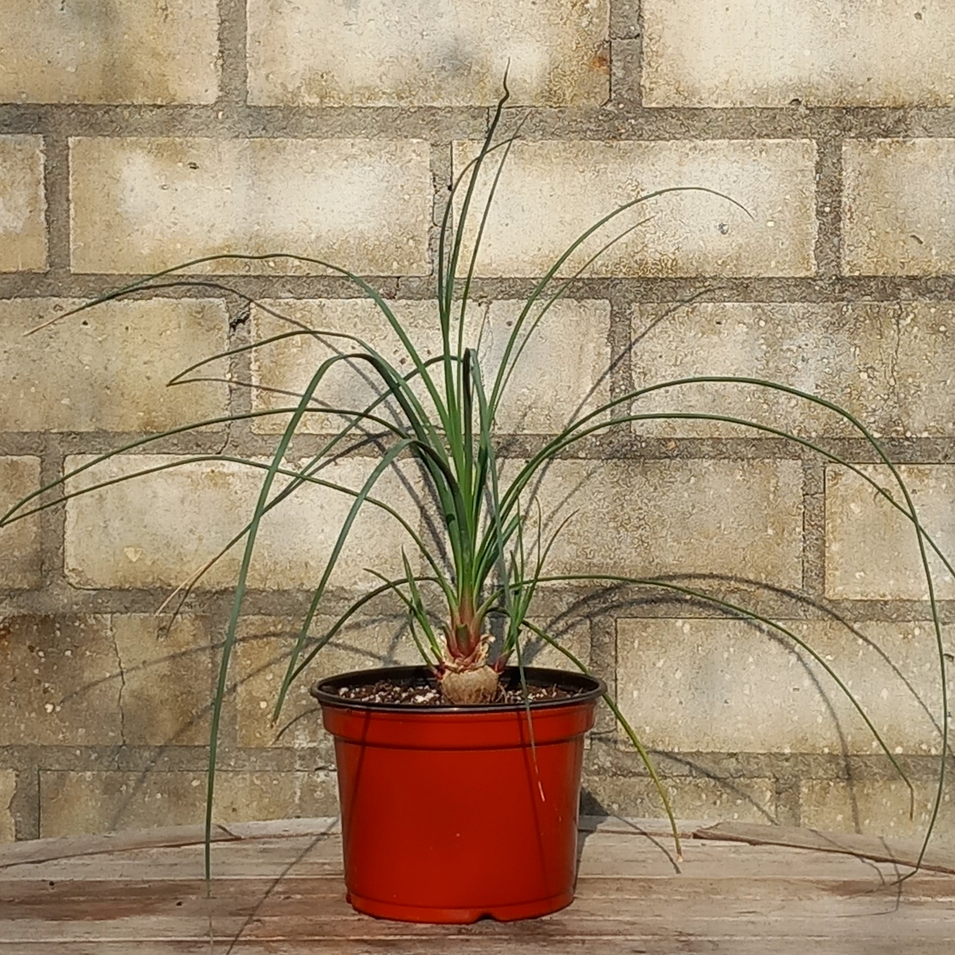 Calibanus hookeri + 3 shoots, caudex Ø 3 cm, pot Ø 15 cm (No. 2)